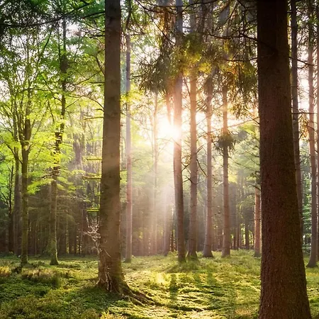 Veluwe Homes - With Community Swimming Pool, Bar, Restaurant, Bowling And Supermarket Facilities In The Veluwe National Park